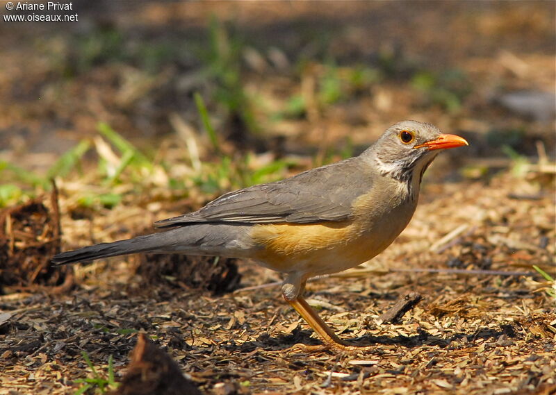 Kurrichane Thrush