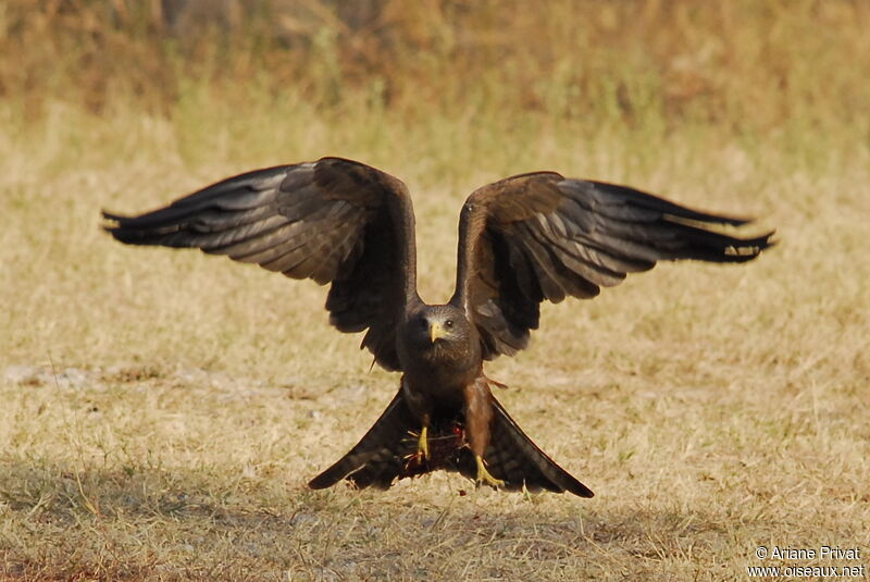 Yellow-billed Kite