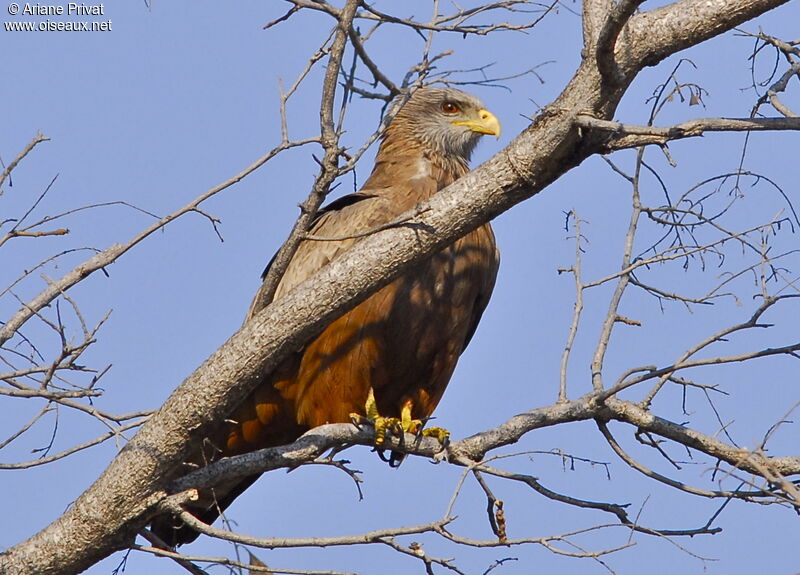 Yellow-billed Kite