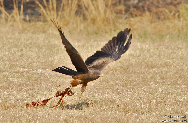 Yellow-billed Kite