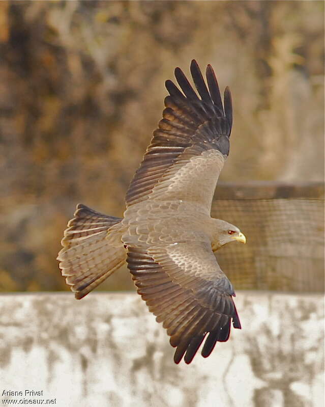 Yellow-billed Kiteadult, Flight