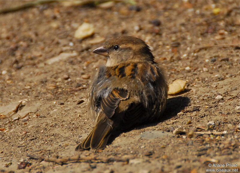 Moineau domestique femelle