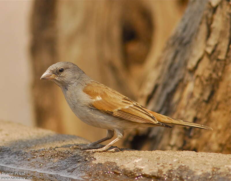 Southern Grey-headed Sparrowadult, identification