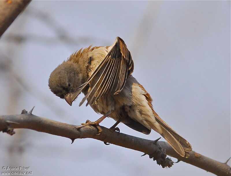 Southern Grey-headed Sparrow