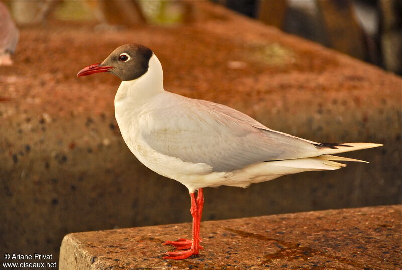 Brown-hooded Gull