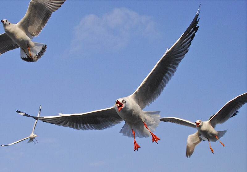 Mouette du Tibet