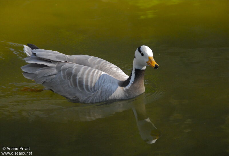 Bar-headed Goose