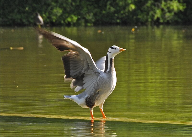 Bar-headed Goose