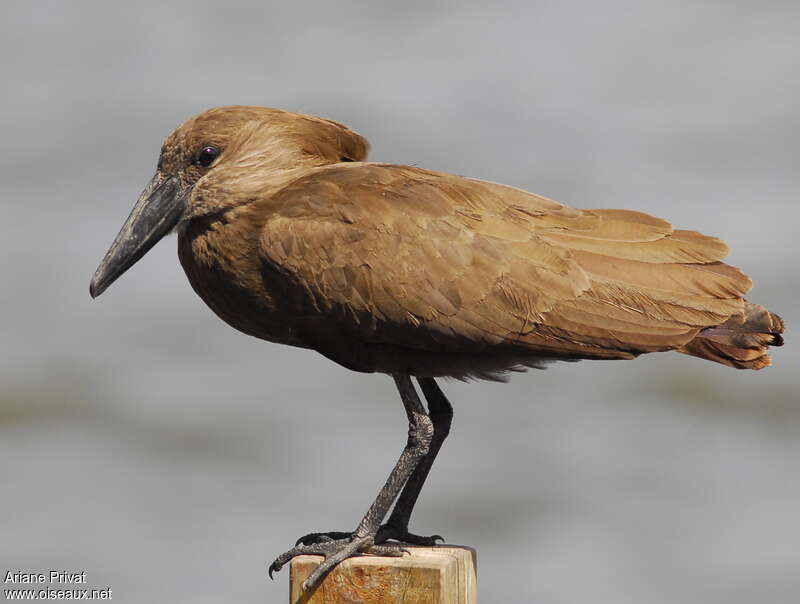 Ombrette africaineadulte, identification