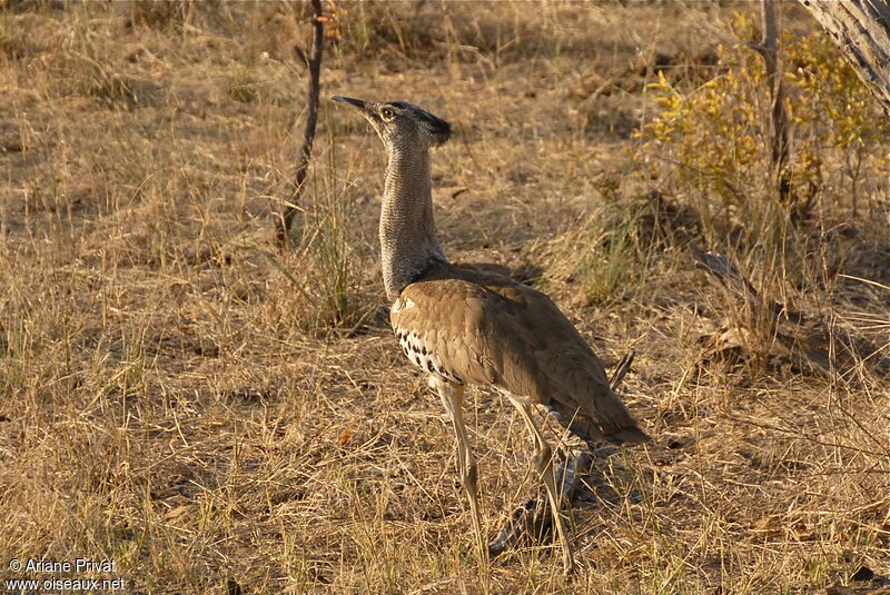 Kori Bustard