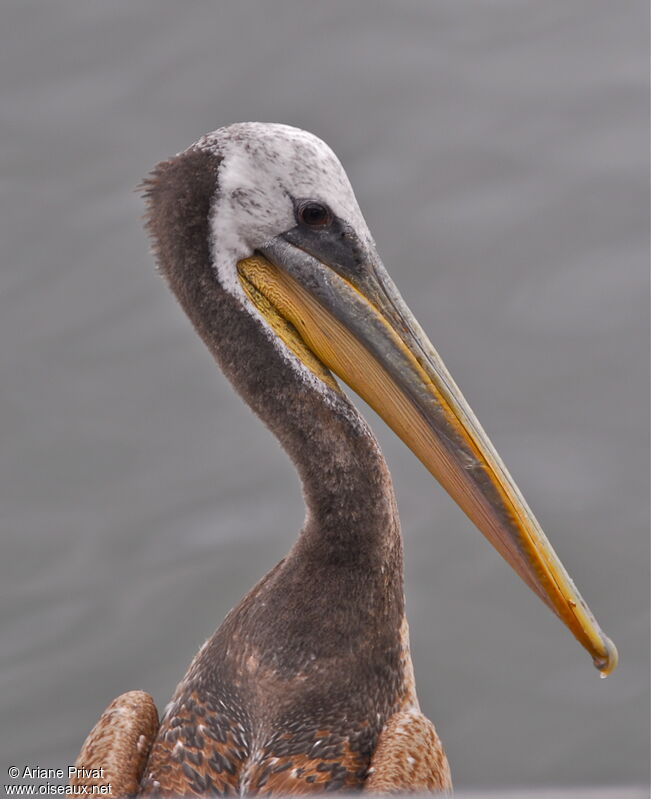 Peruvian Pelican