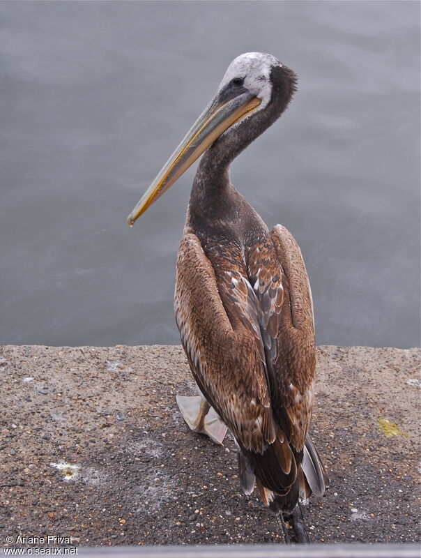 Peruvian Pelican