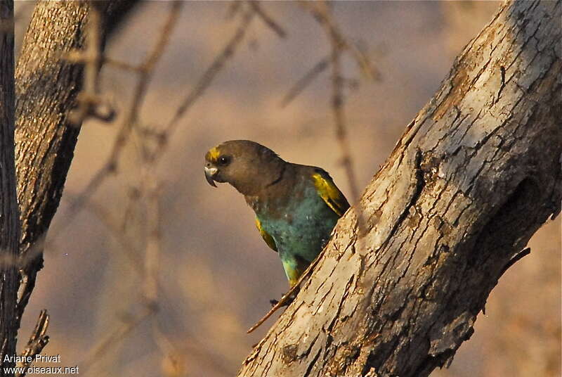 Meyer's Parrotadult, close-up portrait