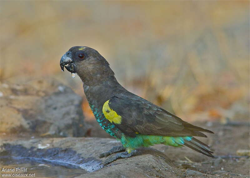 Meyer's Parrotadult, identification