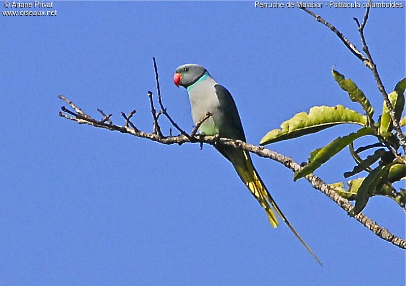 Blue-winged Parakeet