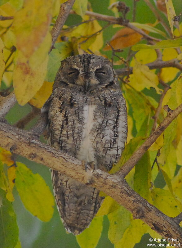 African Scops Owl