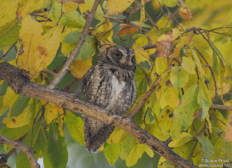 African Scops Owl