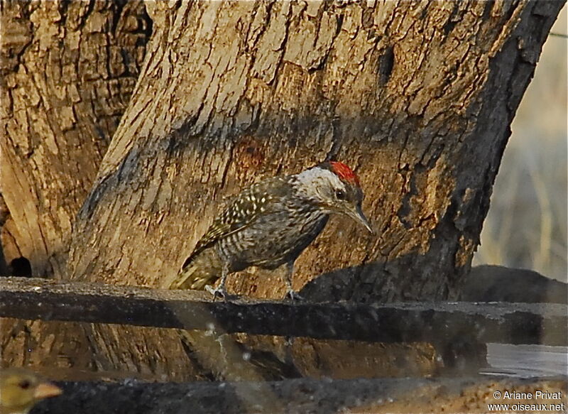 Cardinal Woodpecker male adult