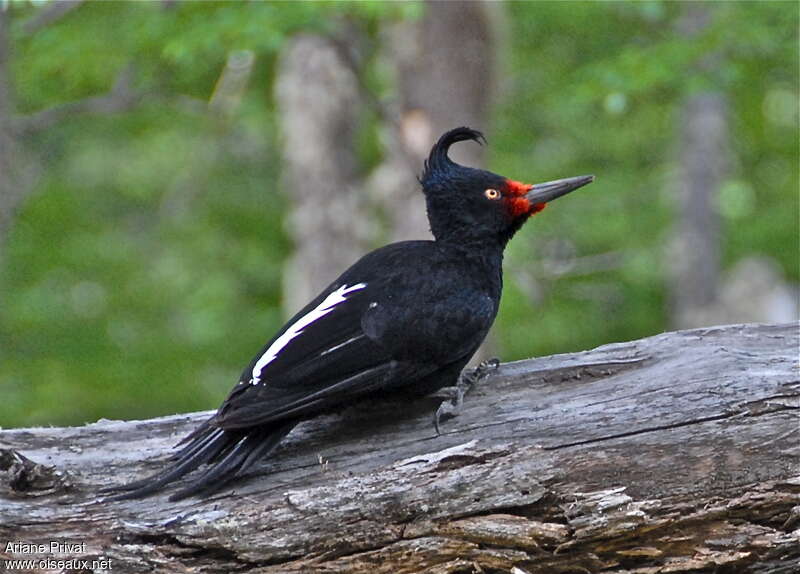 Magellanic Woodpecker female adult, identification