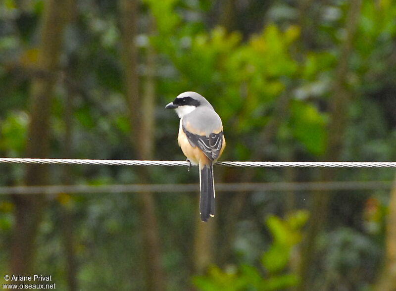 Long-tailed Shrike