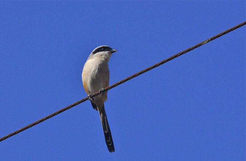 Long-tailed Shrike