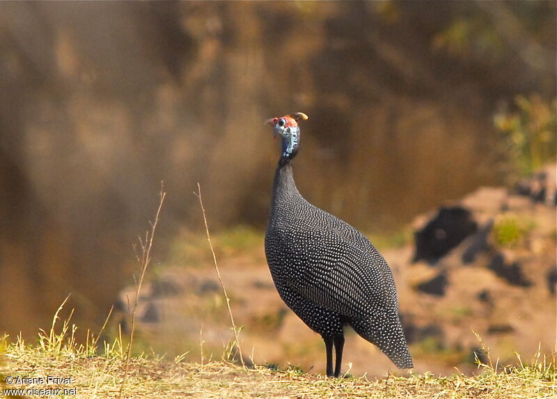 Helmeted Guineafowl