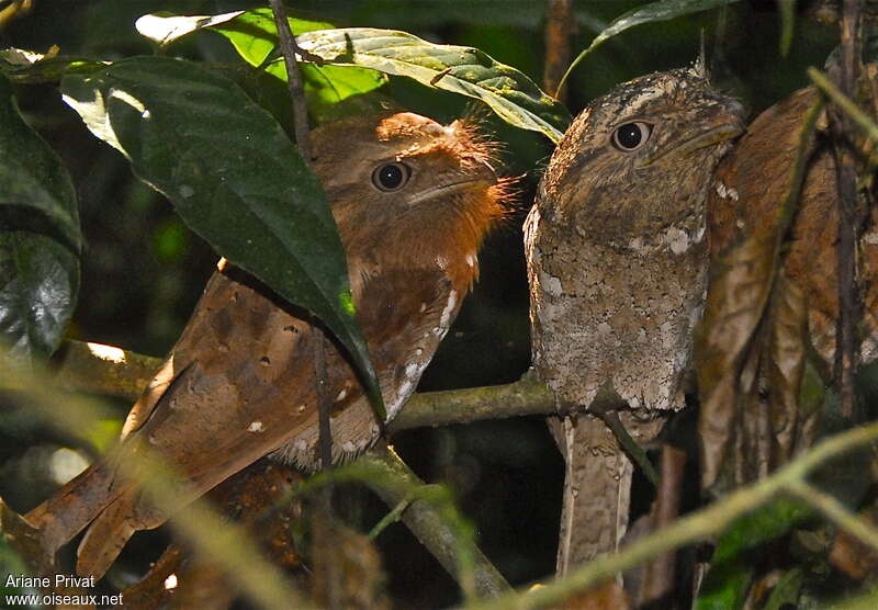 Sri Lanka Frogmouth