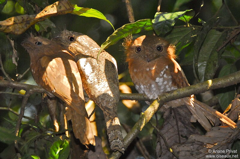 Sri Lanka Frogmouth 