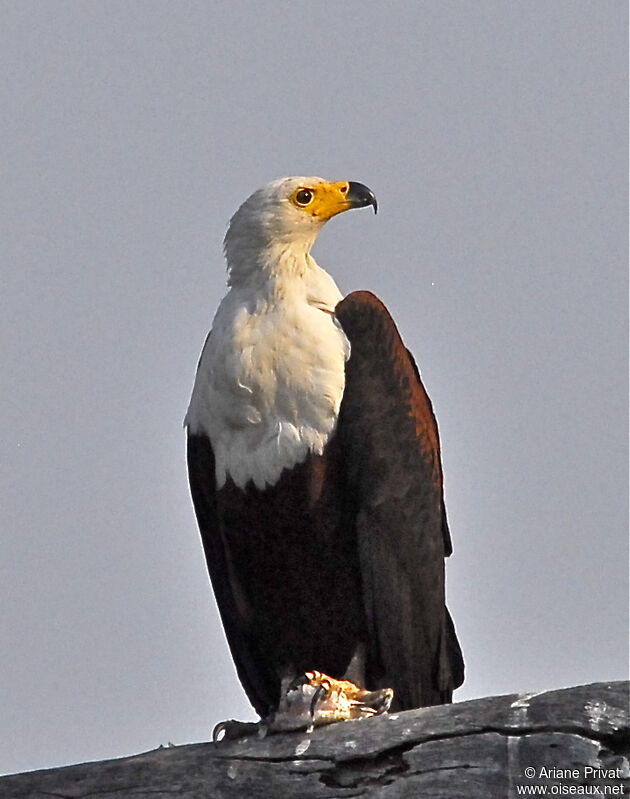 African Fish Eagle female