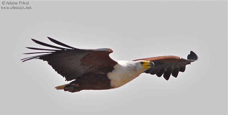 African Fish Eagle