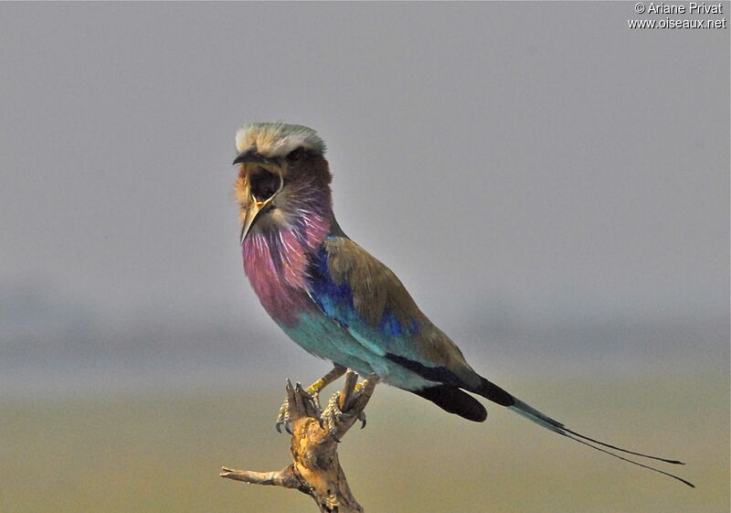 Lilac-breasted Roller