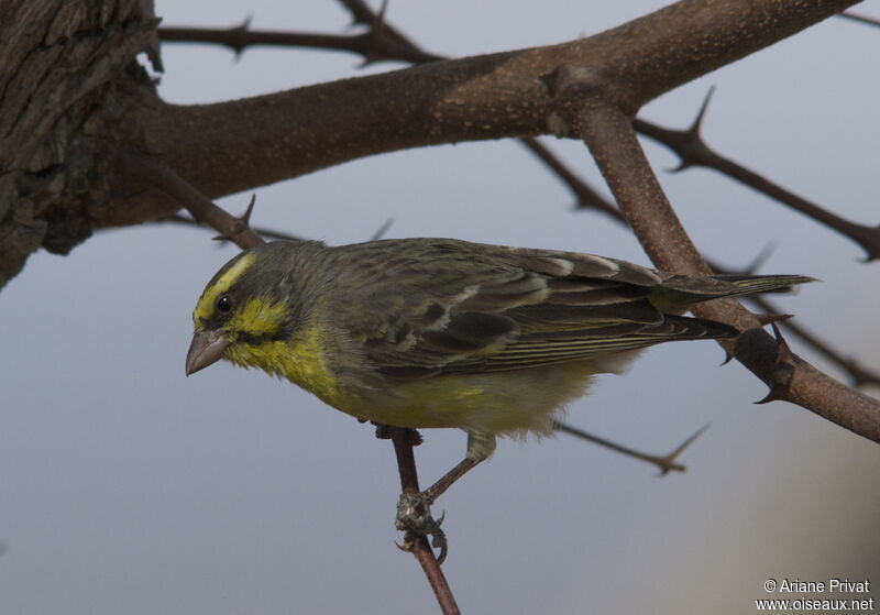 Serin du Mozambique