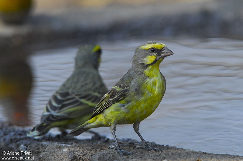 Serin du Mozambique