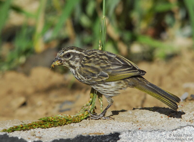 Serin striéadulte