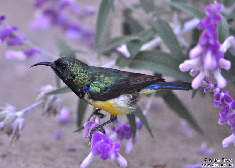 Variable Sunbird