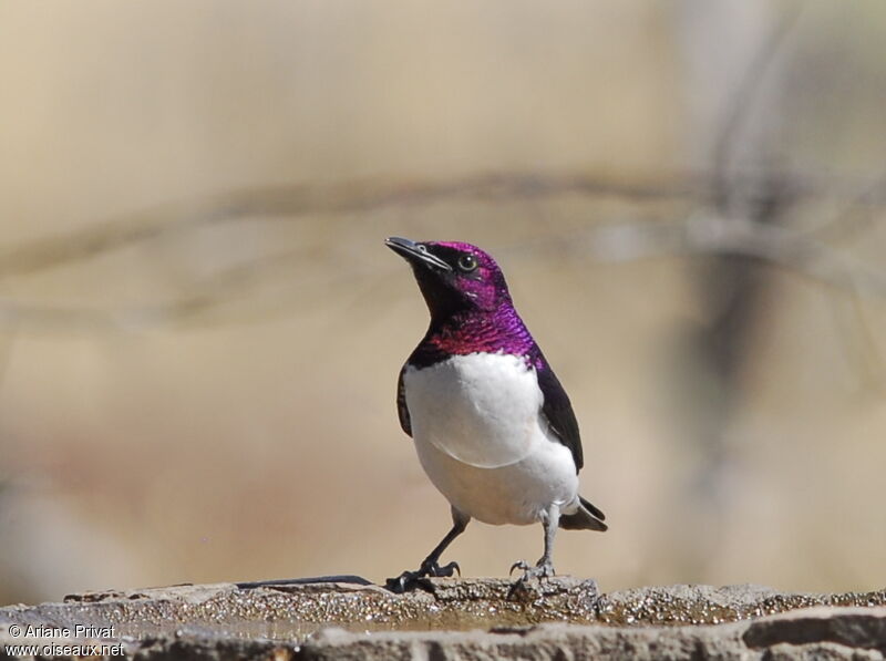 Violet-backed Starling male adult