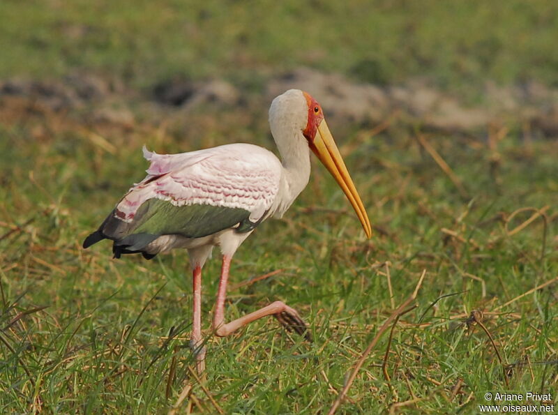 Yellow-billed Stork