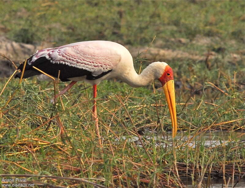 Tantale ibisadulte nuptial, habitat, pigmentation