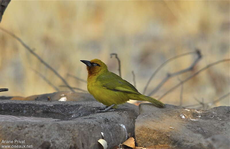 Spectacled Weaver female adult breeding, identification