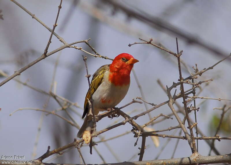 Red-headed Weaver male adult, close-up portrait