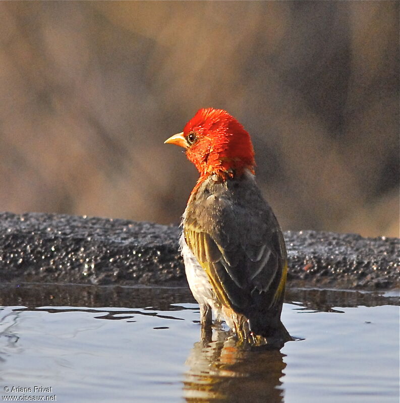 Red-headed Weaver male