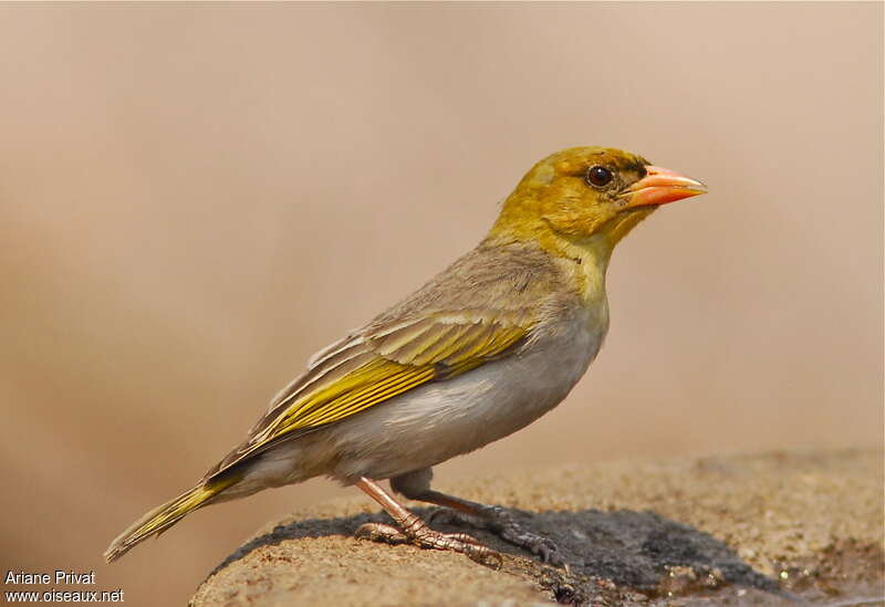 Tisserin écarlate mâle adulte internuptial, identification