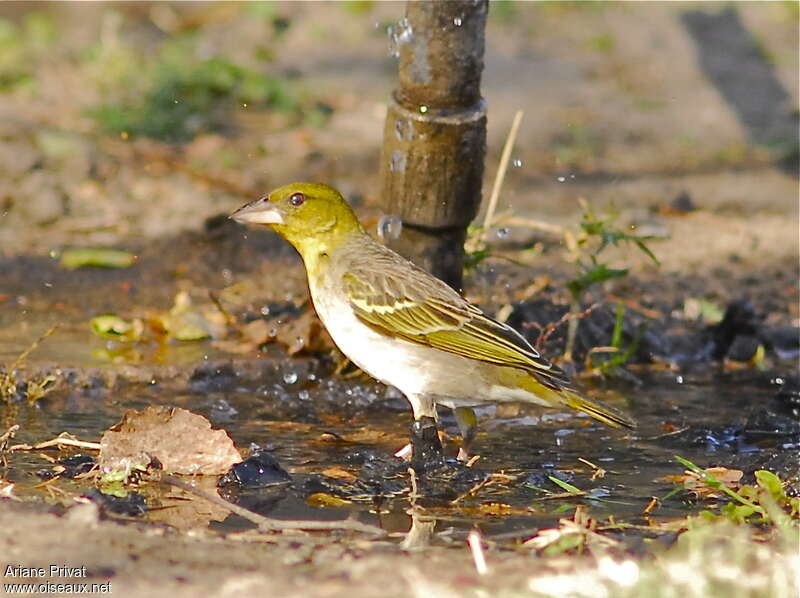 Village Weaver female adult, identification