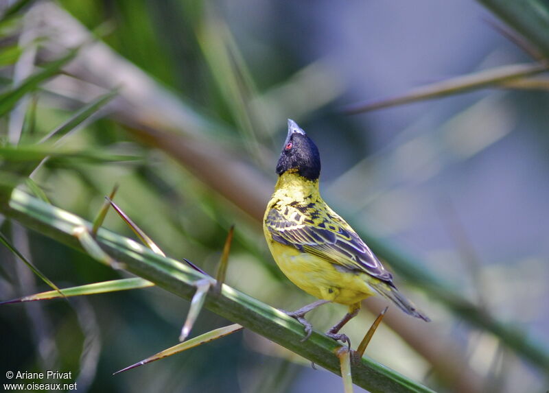 Village Weaver male adult