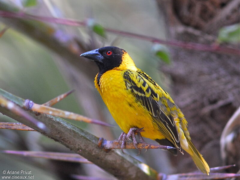 Village Weaver male adult