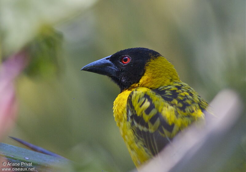 Village Weaver male adult