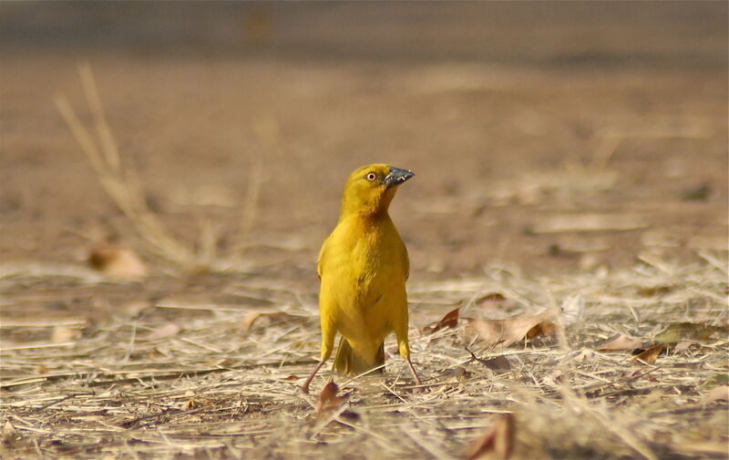 Holub's Golden Weaver