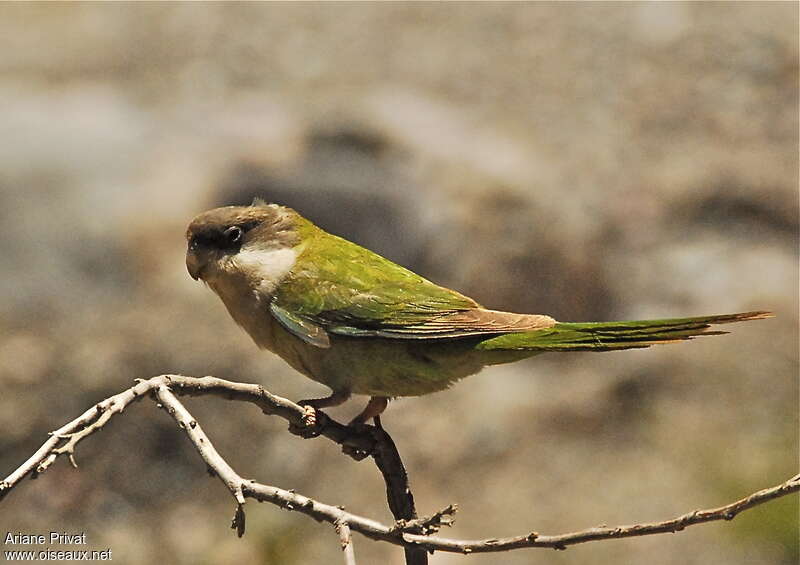 Grey-hooded Parakeet