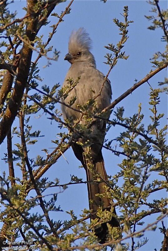 Grey Go-away-bird