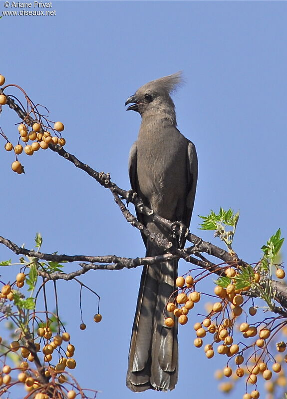 Grey Go-away-bird